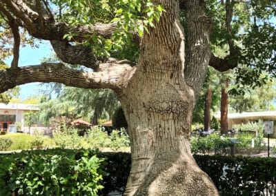 Tree on campus