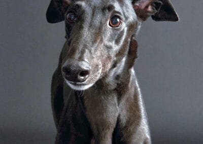 2e52887a 64c6 4b57 9789 E31836dcfaf8 Coal the Volunteer Dog